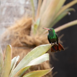 JPGL0642 Colibri